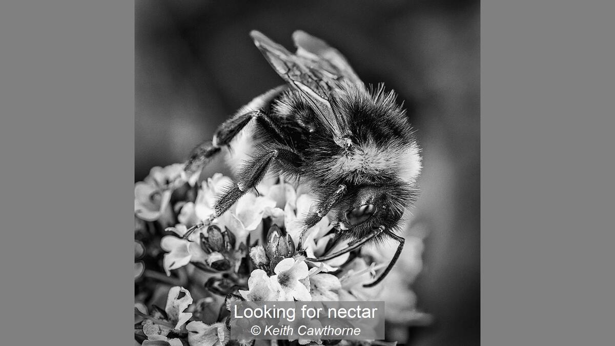 Looking for nectar